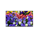 MONITOR 43" 4K LED UNIVIEW